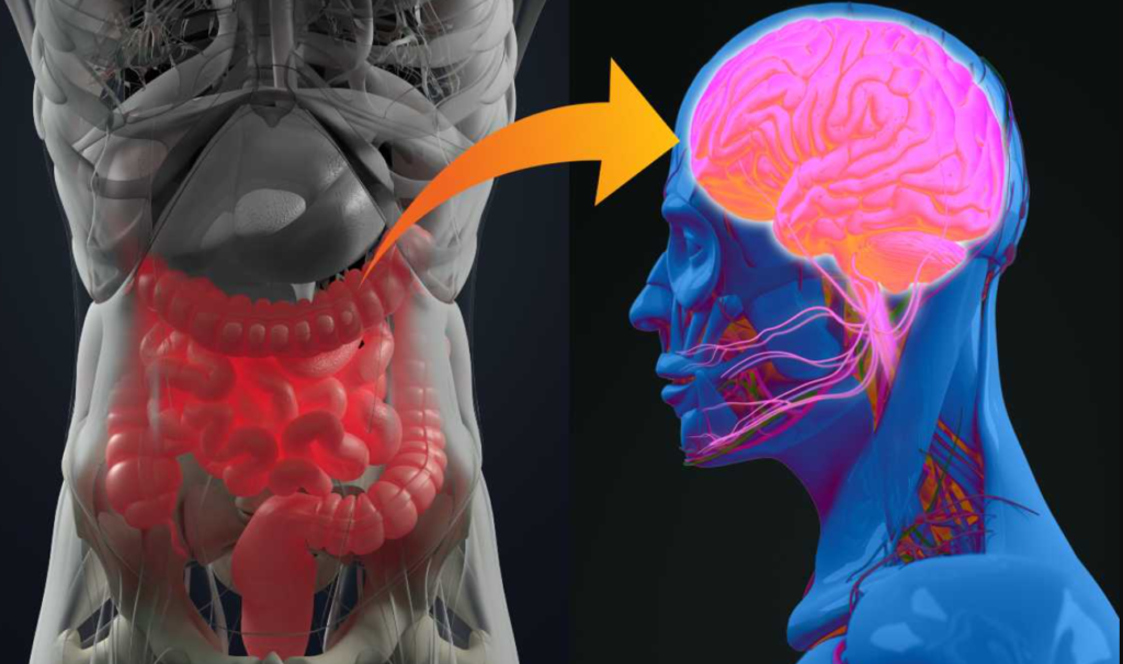 microbiomul intestinal si ateroscleroza
