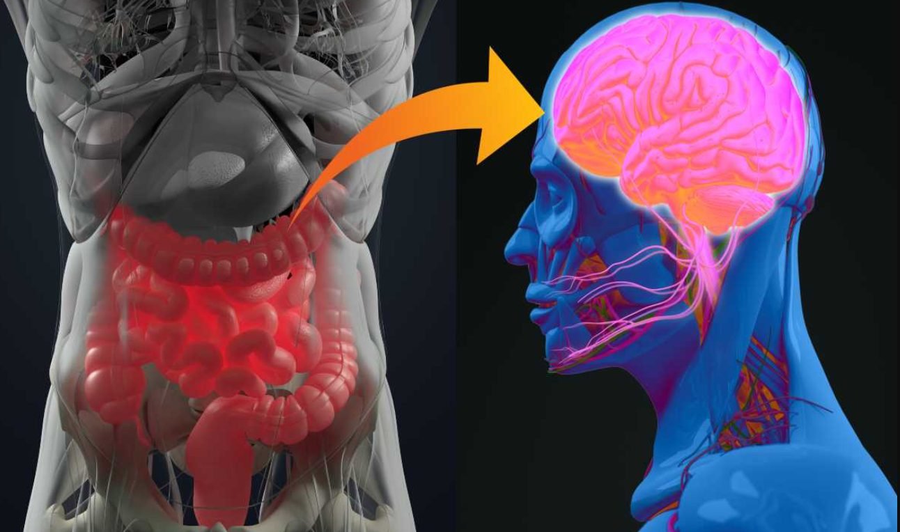 STUDIU// Există o relație între microbiomul intestinal și ateroscleroză - una dintre cauzele infarctului miocardic și accidentului vascular cerebral