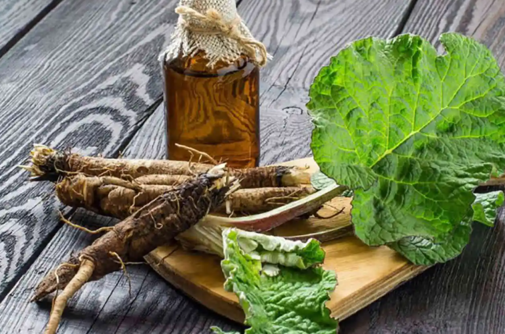 radacina de brusture