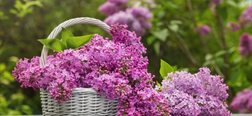 florile de liliac pentru o multime de afectiuni