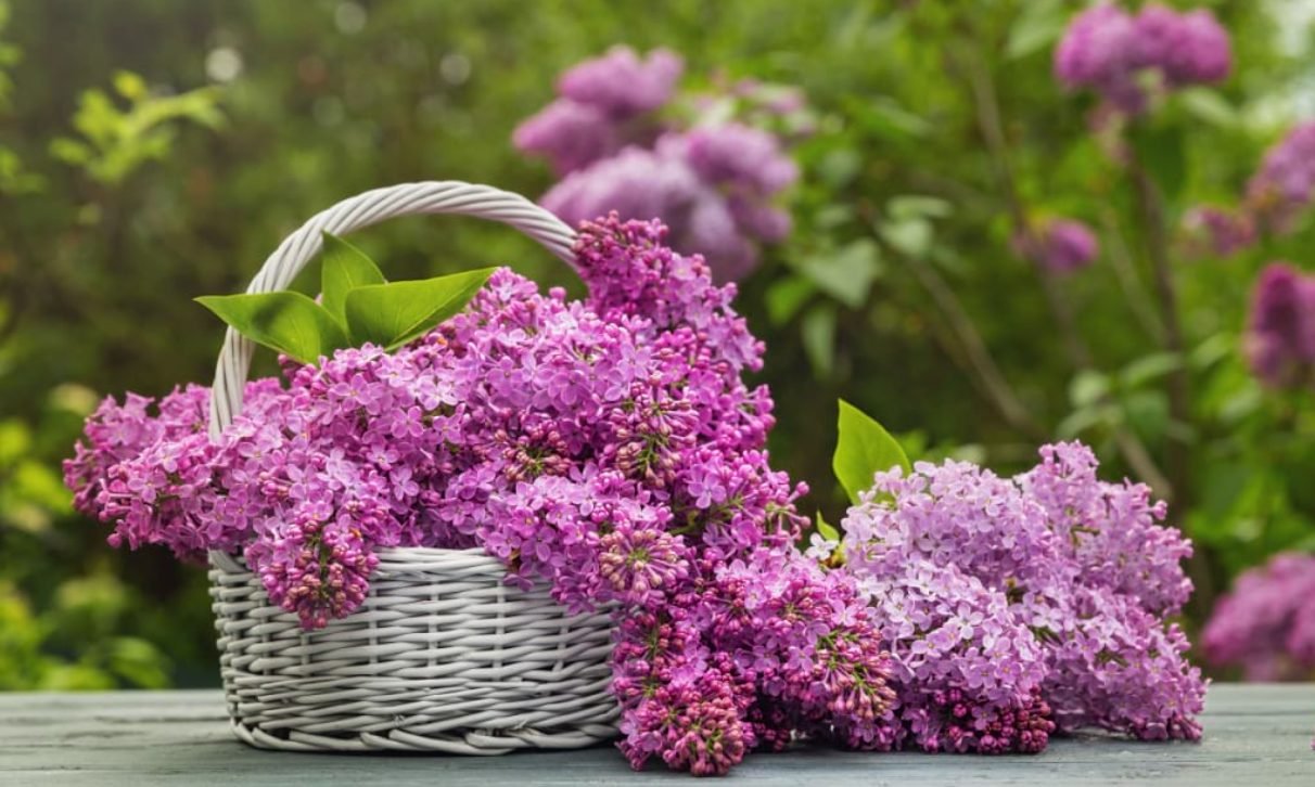 Proprietățile terapeutice ale florilor de liliac pentru mai multe afecțiuni. Care sunt beneficiile