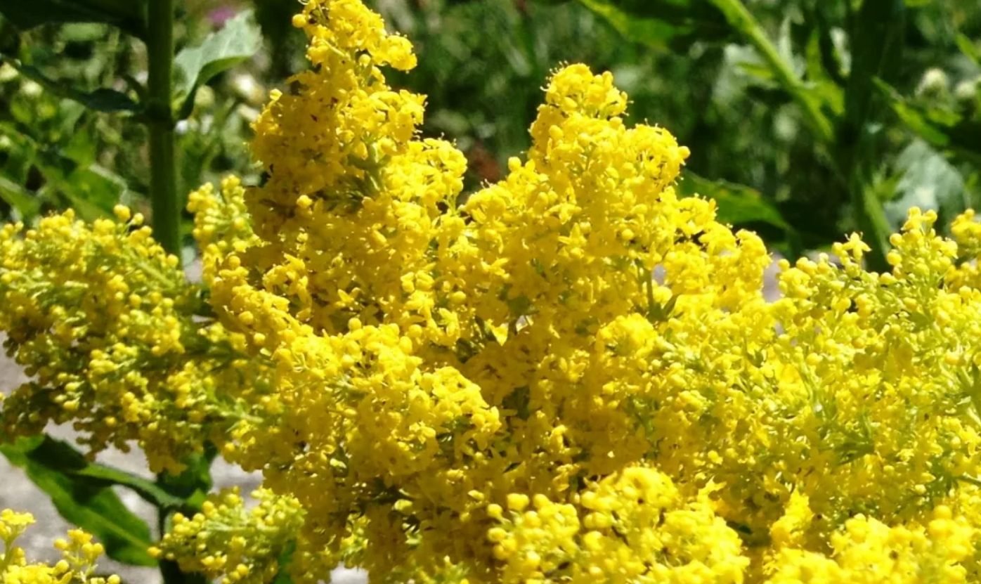 Florile de sânziene, efecte terapeutice și rețete de înfrumusețare