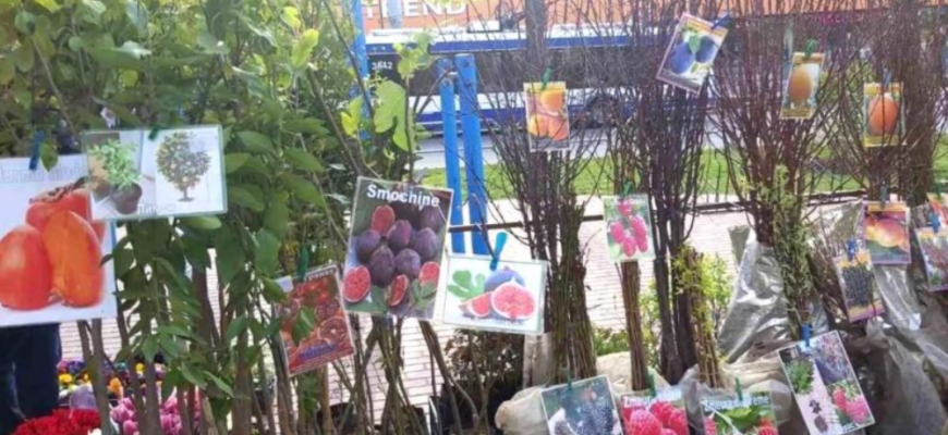 iarmaroc al materialului saditor