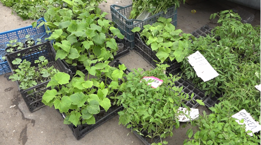 ANSA: Evitați procurarea materialului săditor din locuri neautorizate 1 sezonul gradinaritului