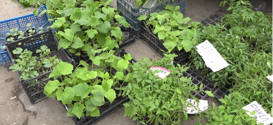 sezonul gradinaritului