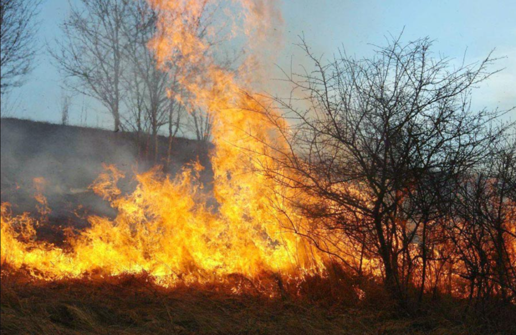 arderea vegetatiei uscate