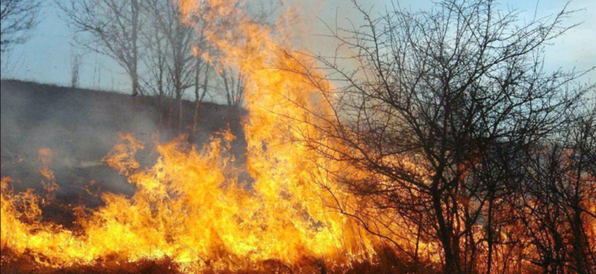 arderea vegetatiei uscate