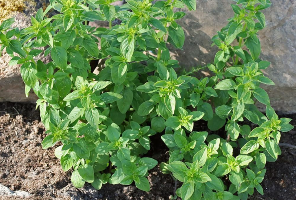 origanum vulgare