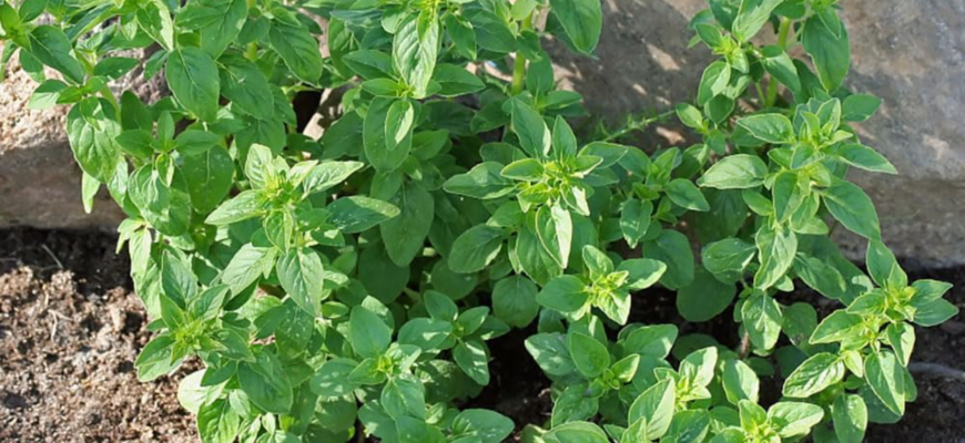 origanum vulgare