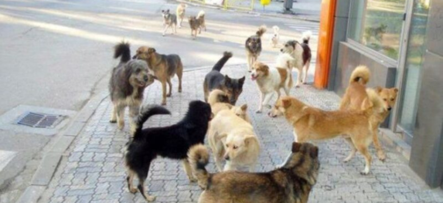 problema cainilor maidanezi