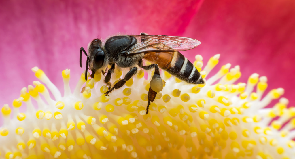 ziua mondiala a albinelor