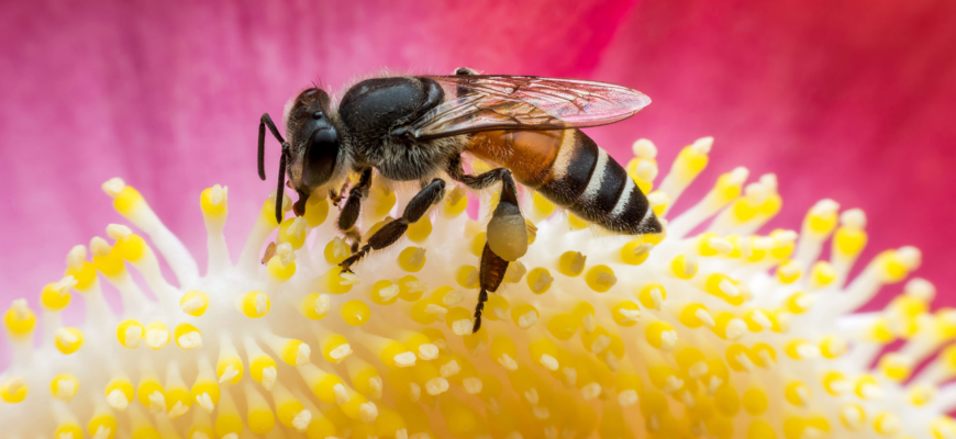 ziua mondiala a albinelor