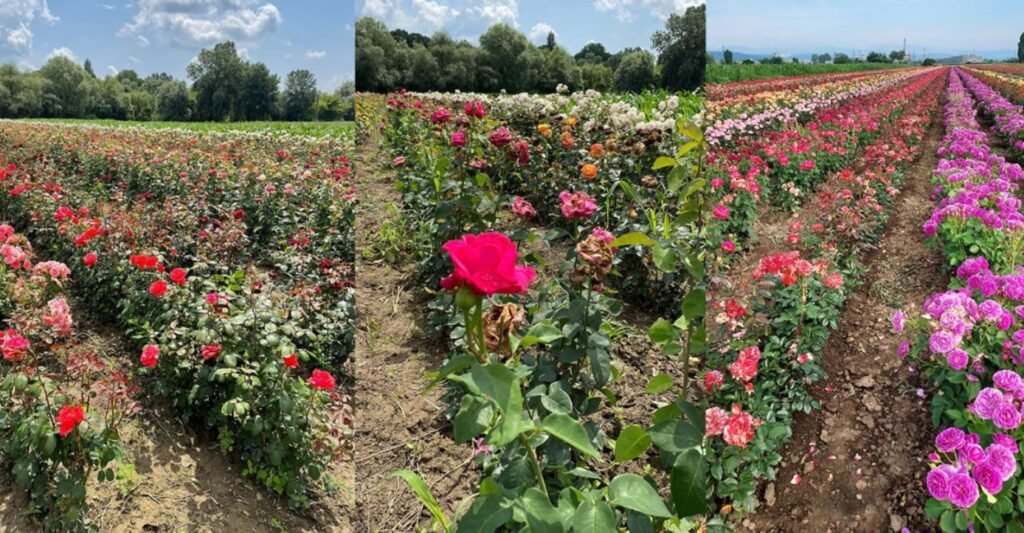 Republica Moldova exportă inclusiv și material săditor de trandafir