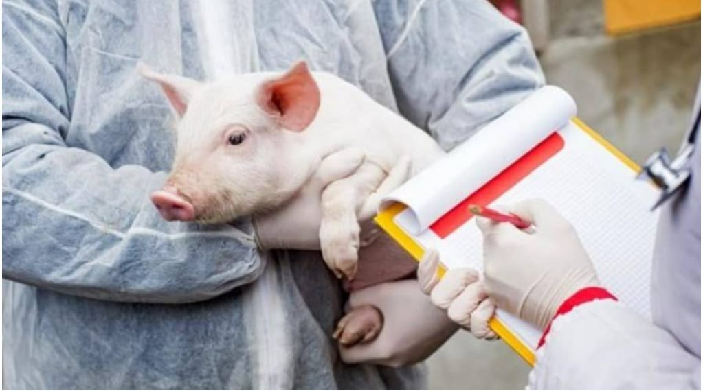 Două focare de pestă porcină africană, înregistrate la două ferme din nordul țării