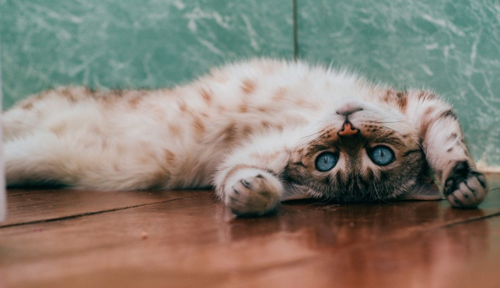 Pisica ta îți arată că te iubește. Cum să recunoști limbajul prin care își exprimă dragostea 1 pisica ta iti arata ca te iubeste