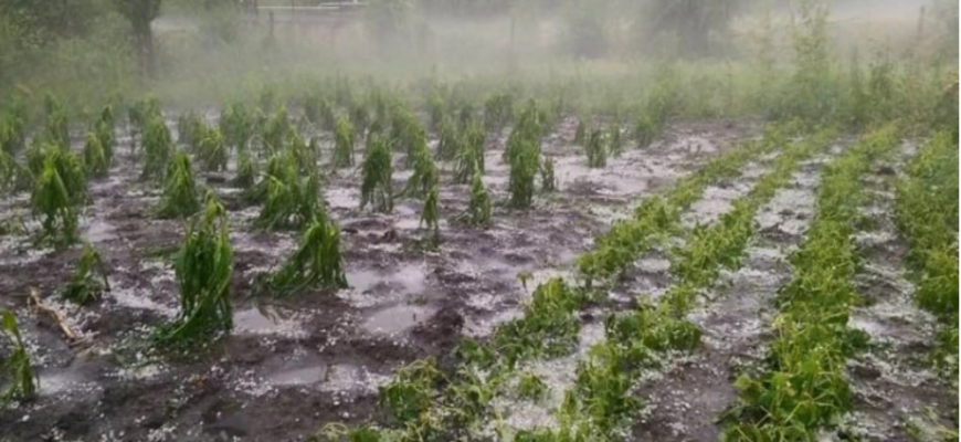 ploile si vantul au afectat zeci de hectare