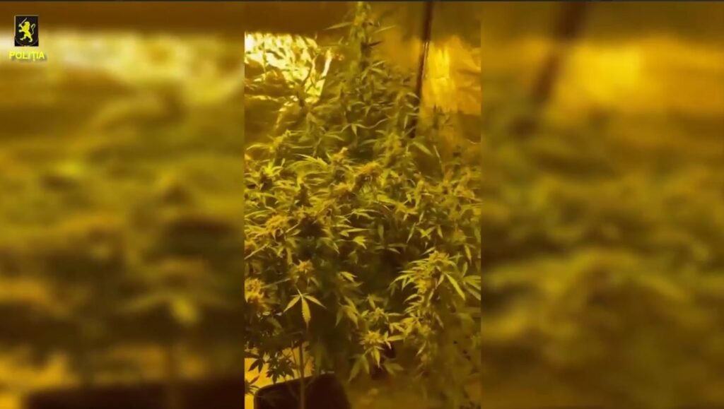 A fost deconspirată activitatea infracțională a unui bărbat de 51 ani specializat în cultivarea marijuanei. Acesta a fost reținut 1 A fost deconspirată activitatea infracțională a unui bărbat de 51 ani specializat în cultivarea marijuanei. Acesta a fost reținut