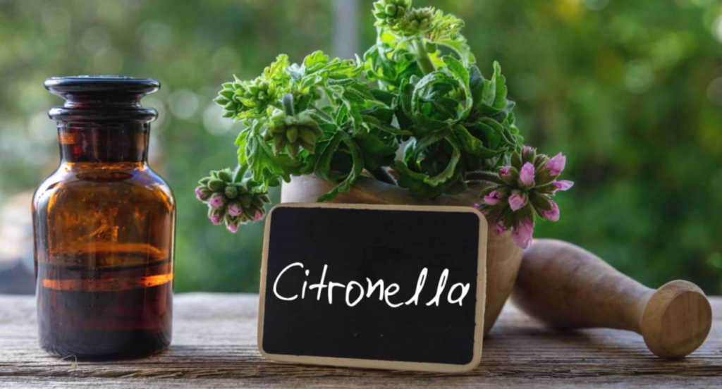 tantari gandaci purici remedii