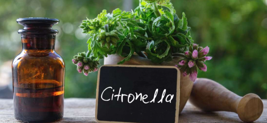 tantari gandaci purici remedii