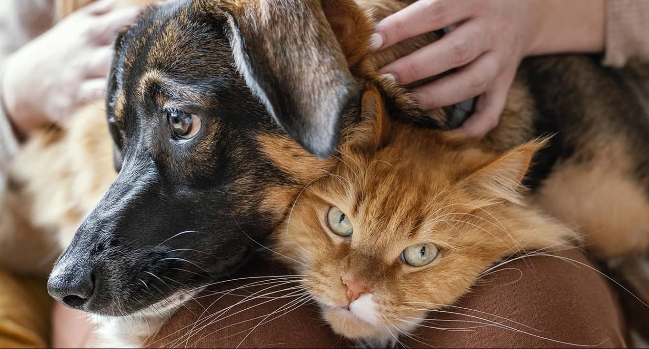 Ai un animal de companie? Cum te poate ajuta oțetul și de care alte lucruri e bine să ții cont