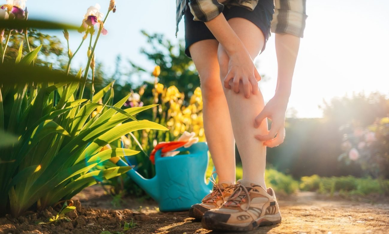 Remedii naturale împotriva țânțarilor. Ce ingrediente banale reușesc să țină la distanță aceste insecte