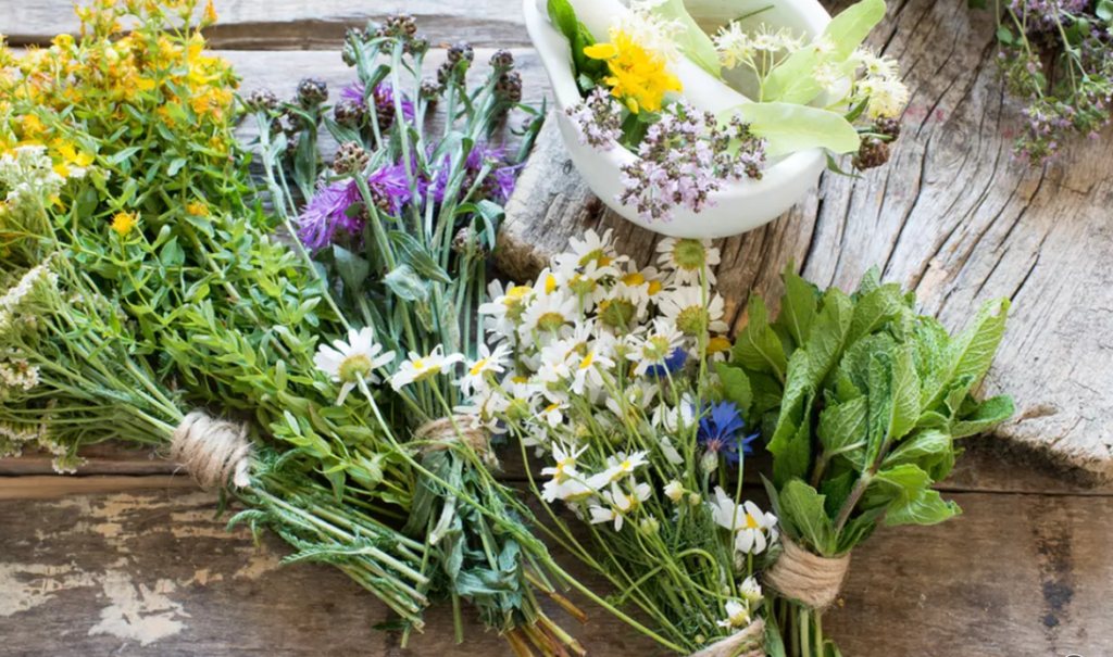 plante utile pentru sanatatea femeilor