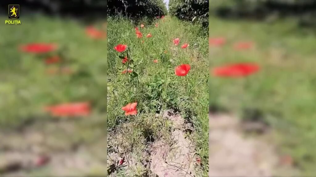 VIDEO// Polițiștii sectorului Centru din capitală au depistat sute de plante de mac pe un teren îngrădit din raionul Ialoveni