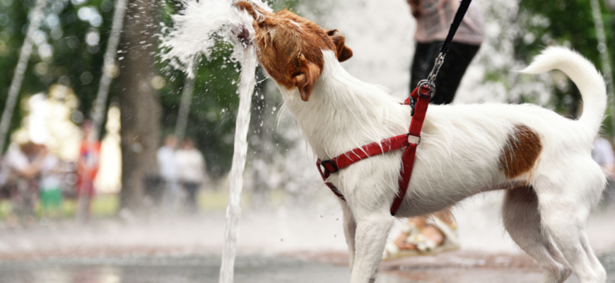 temperaturi crescute si animale de companie