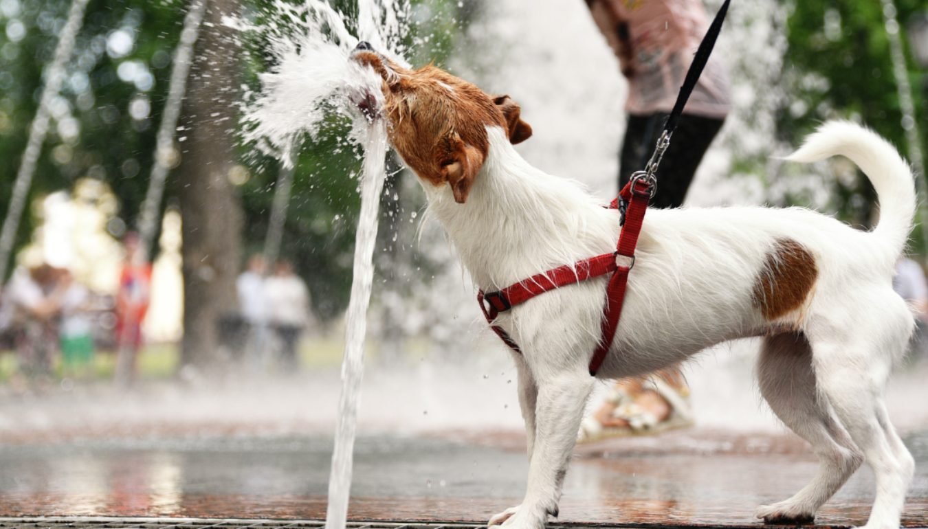 Cum te ocupi de un animal de companie vara? La ce să fii atent când vine vorba de zilele cu temperaturi crescute