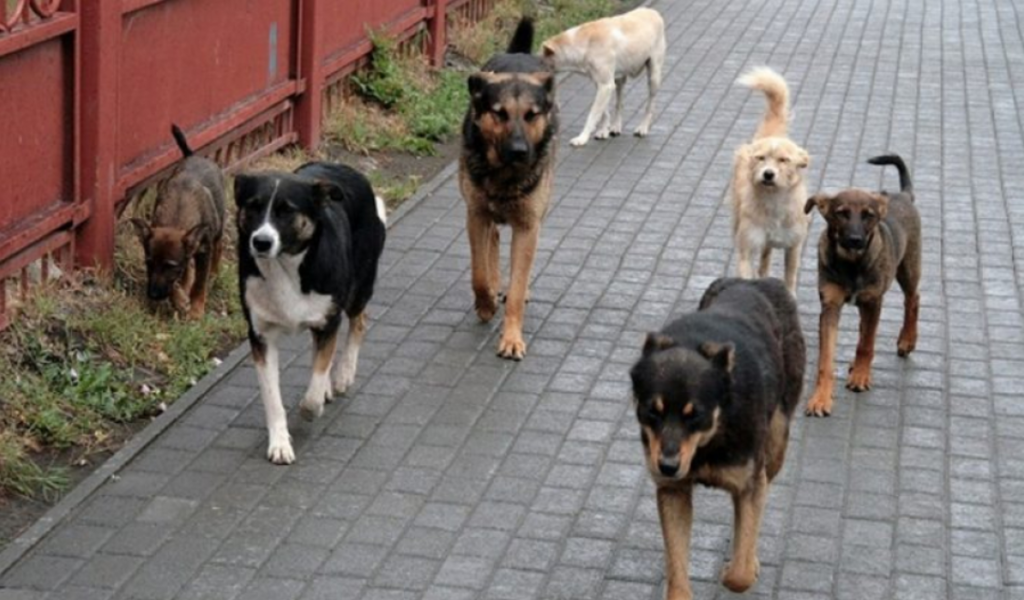 animalele fara stapan