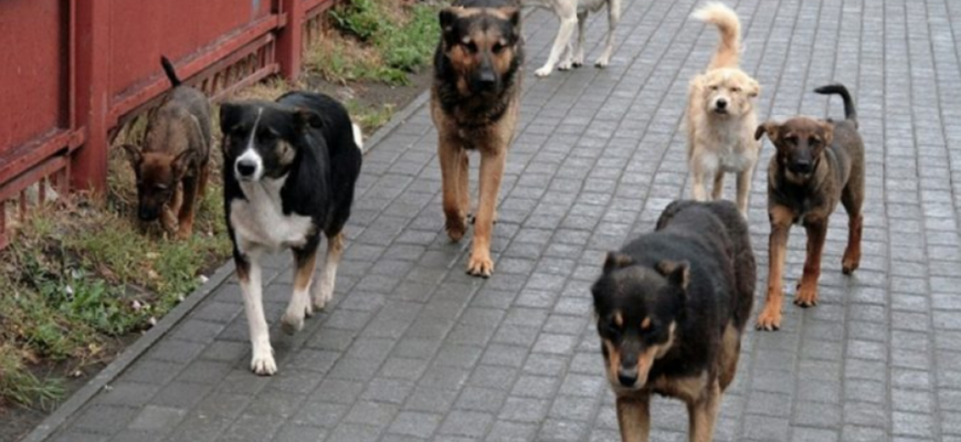 animalele fara stapan