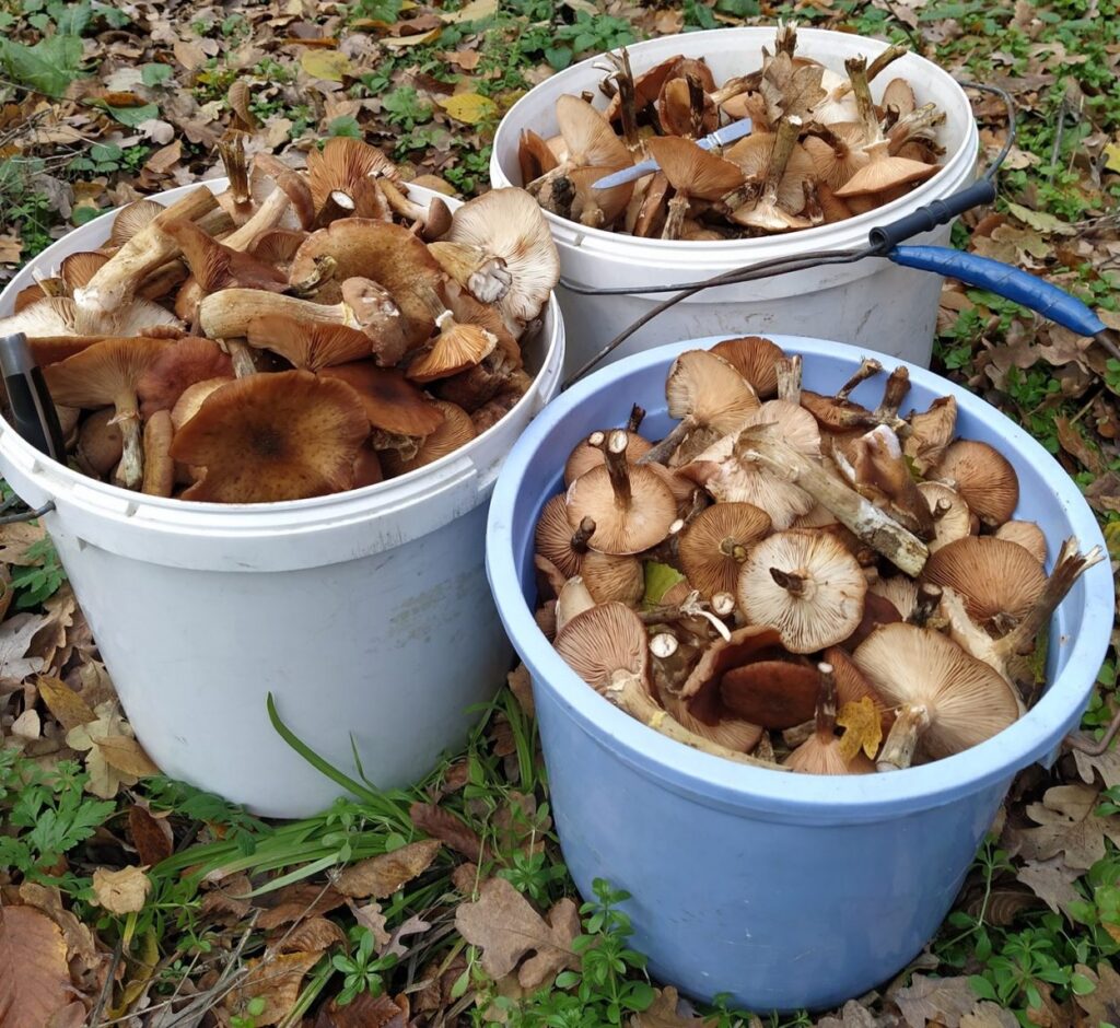 ANSA avertizează - Nu cumpărați ciuperci de la comercianții neautorizați 1 ciuperci