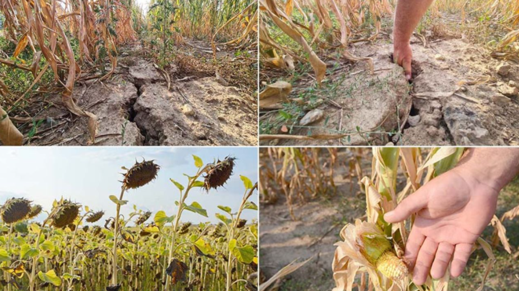 fermierii afectati de seceta