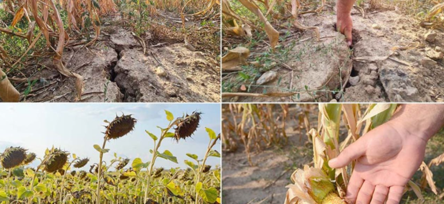 fermierii afectati de seceta