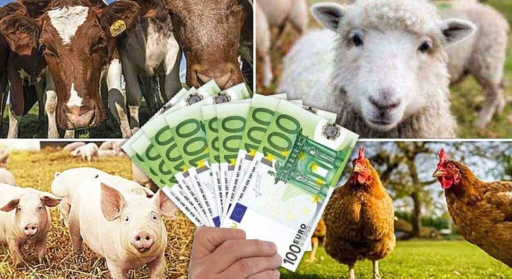 Primele granturi pentru crescătorii de bovine, oferite prin Proiectul AGGRI 1 Primele granturi pentru crescătorii de bovine, oferite prin Proiectul AGGRI