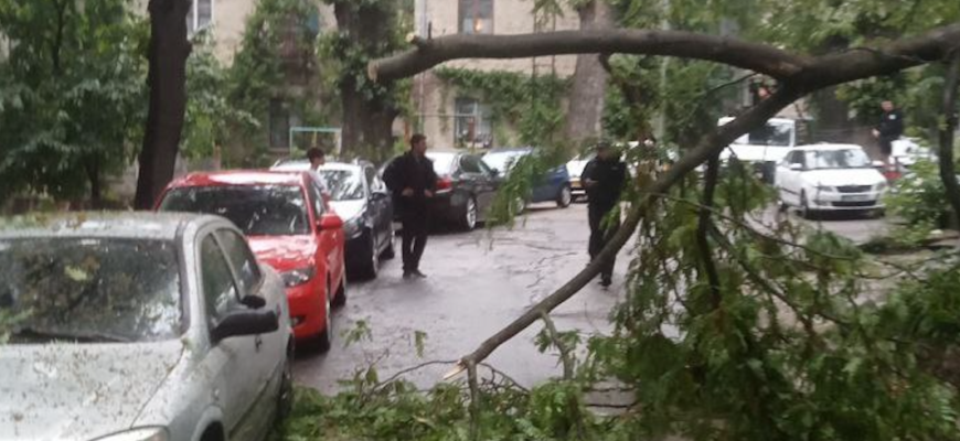 crengi sau arbori risc de cadere