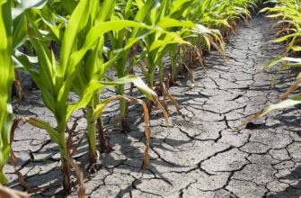 fermieri afectati de seceta