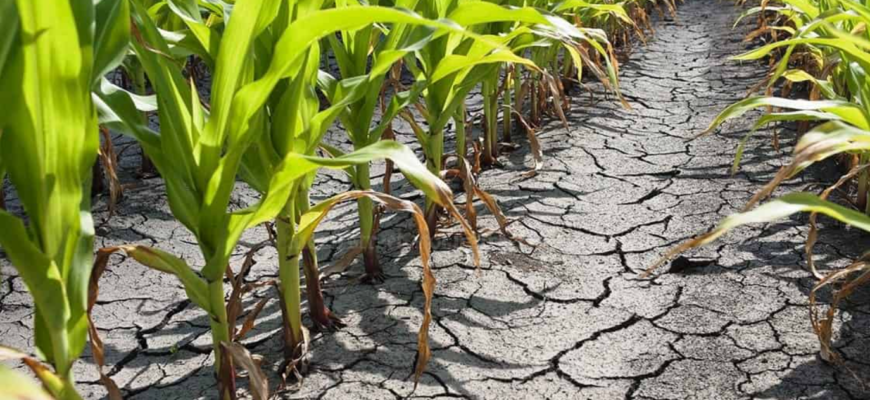 fermieri afectati de seceta