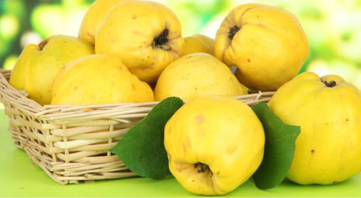 Gutuia - fruct folosit în medicina populară pentru a trata tulburările digestive, alergiile și glicemia ridicată