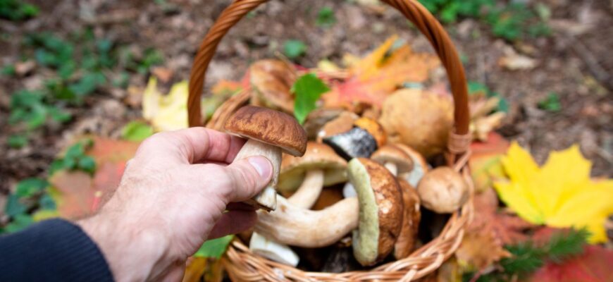 intoxicat cu ciuperci