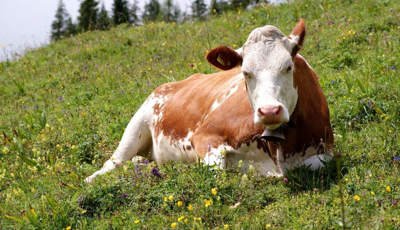 Noi norme pentru prevenirea, controlul și eradicarea anumitor boli transmisibile la animale au fost aprobate de Guvern