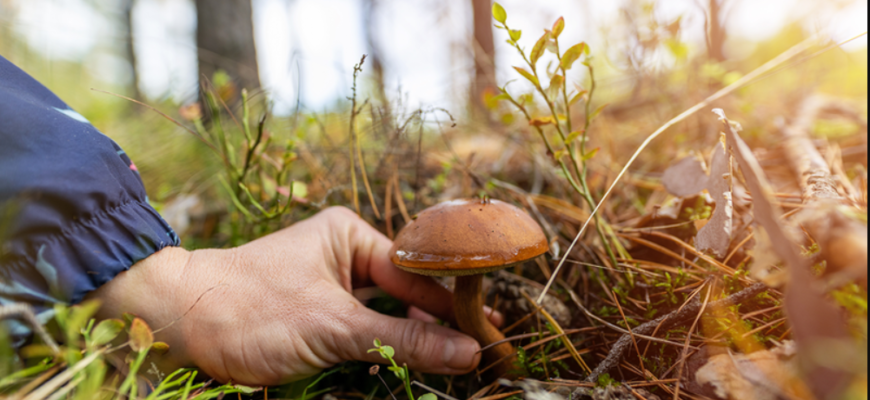 prevenire a intoxicatiilor cu ciuperci