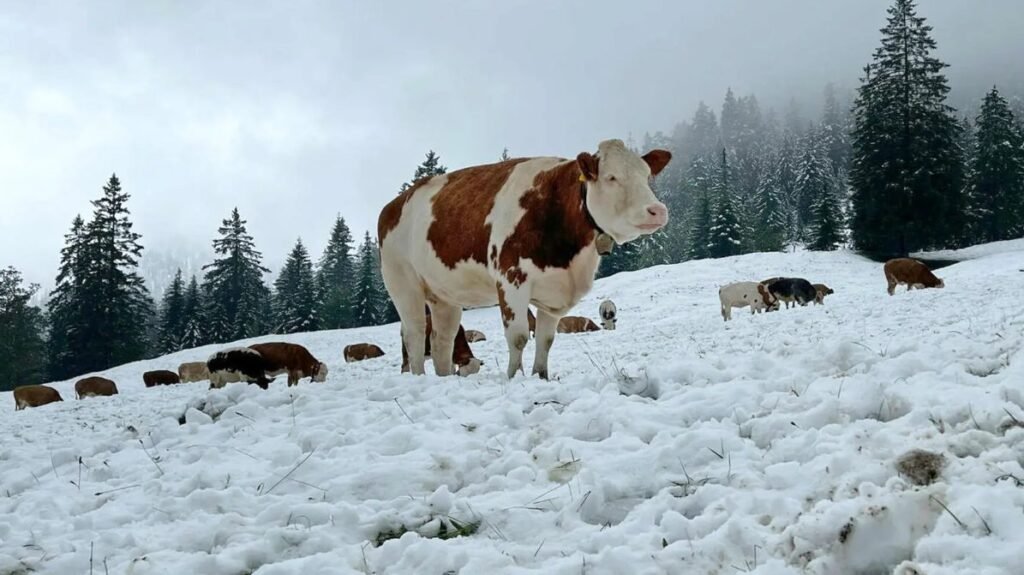 Pe timp de iarnă animalele necesită mai multă protecţie şi măsuri suplimentare de îngrijire 1 Pe timp de iarnă animalele necesită mai multă protecţie şi măsuri suplimentare de îngrijire