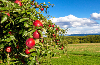 dezvoltarea sectorului pomicol