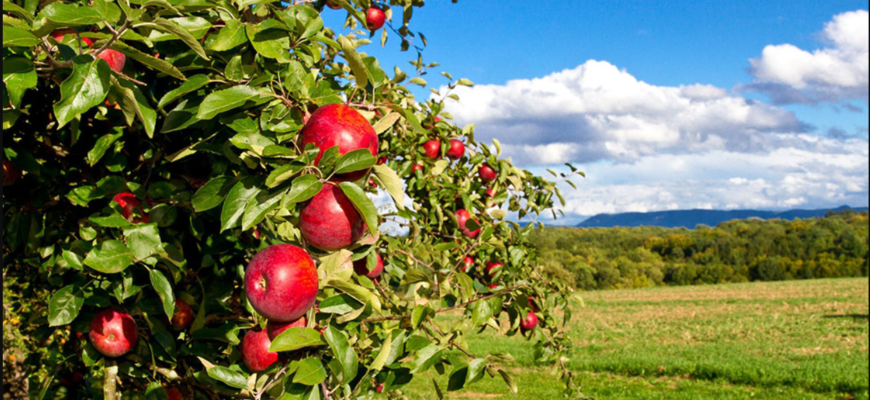 dezvoltarea sectorului pomicol