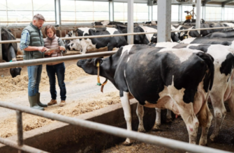 fabrica de procesare a subproduselor