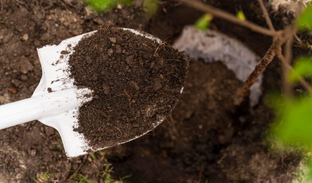 În capitală continuă campania de plantare a arborilor 1 În capitală continuă campania de plantare a arborilor