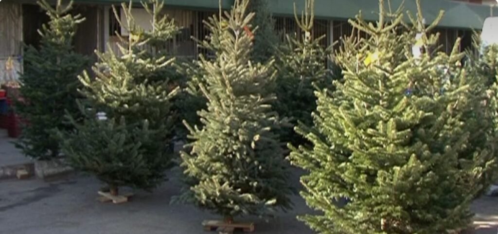 Moldsilva a pregătit 46 mii de pomi de Crăciun, disponibili din 2 decembrie doar la pepiniere