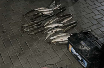 captura ilegala de stiuca