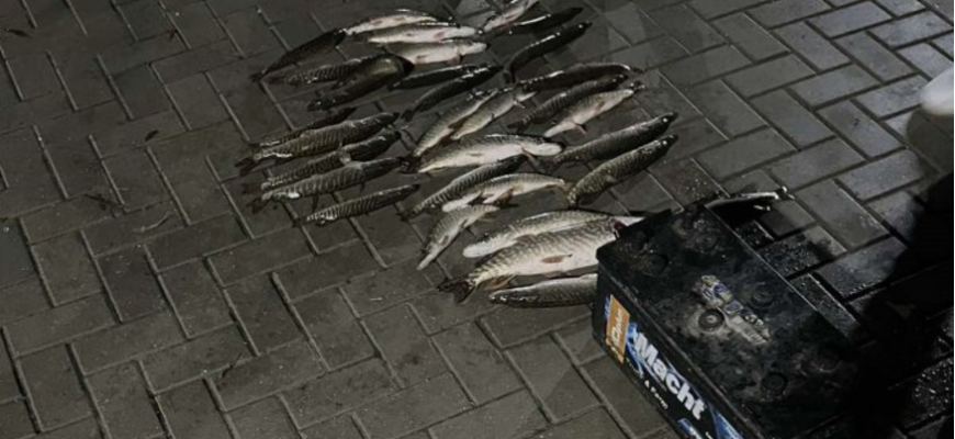 captura ilegala de stiuca